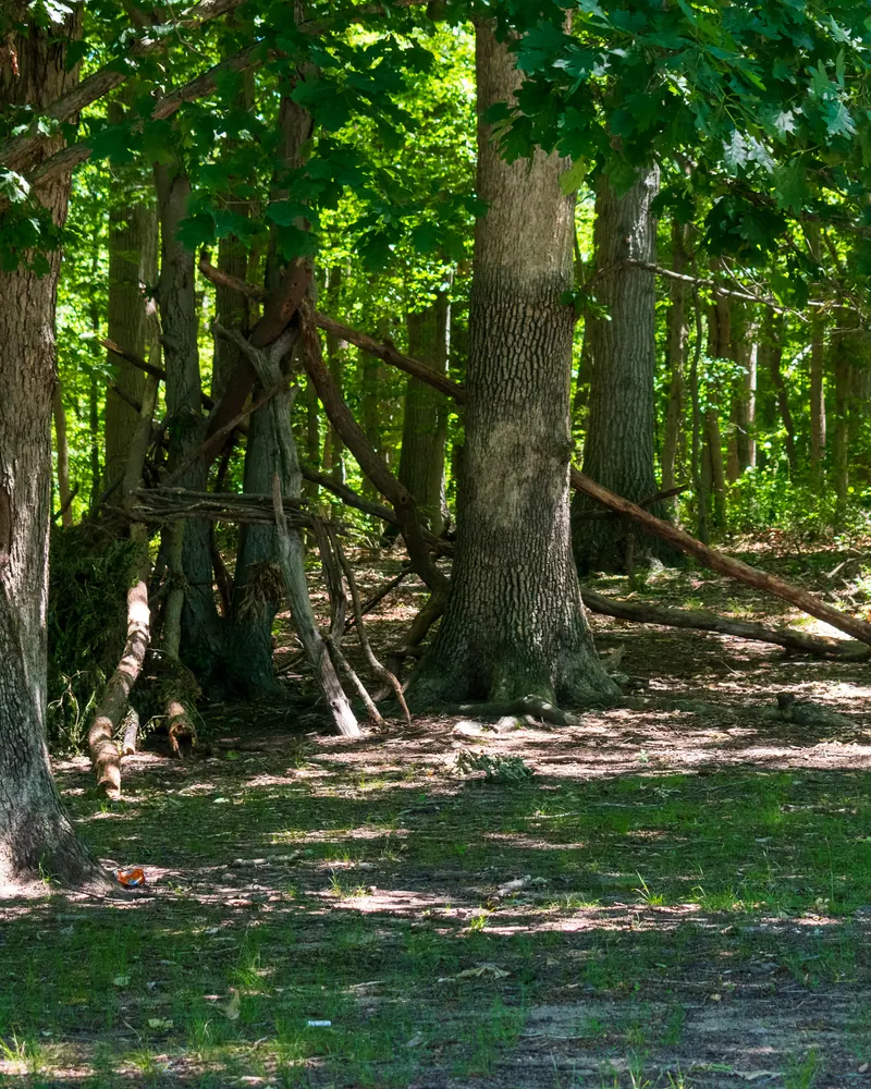 Sunlit forest trail with a fort built from fallen branches