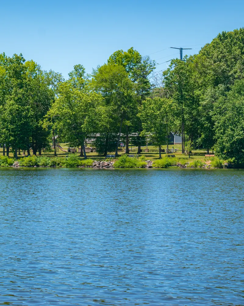Lakeside park treeline with picnic area
